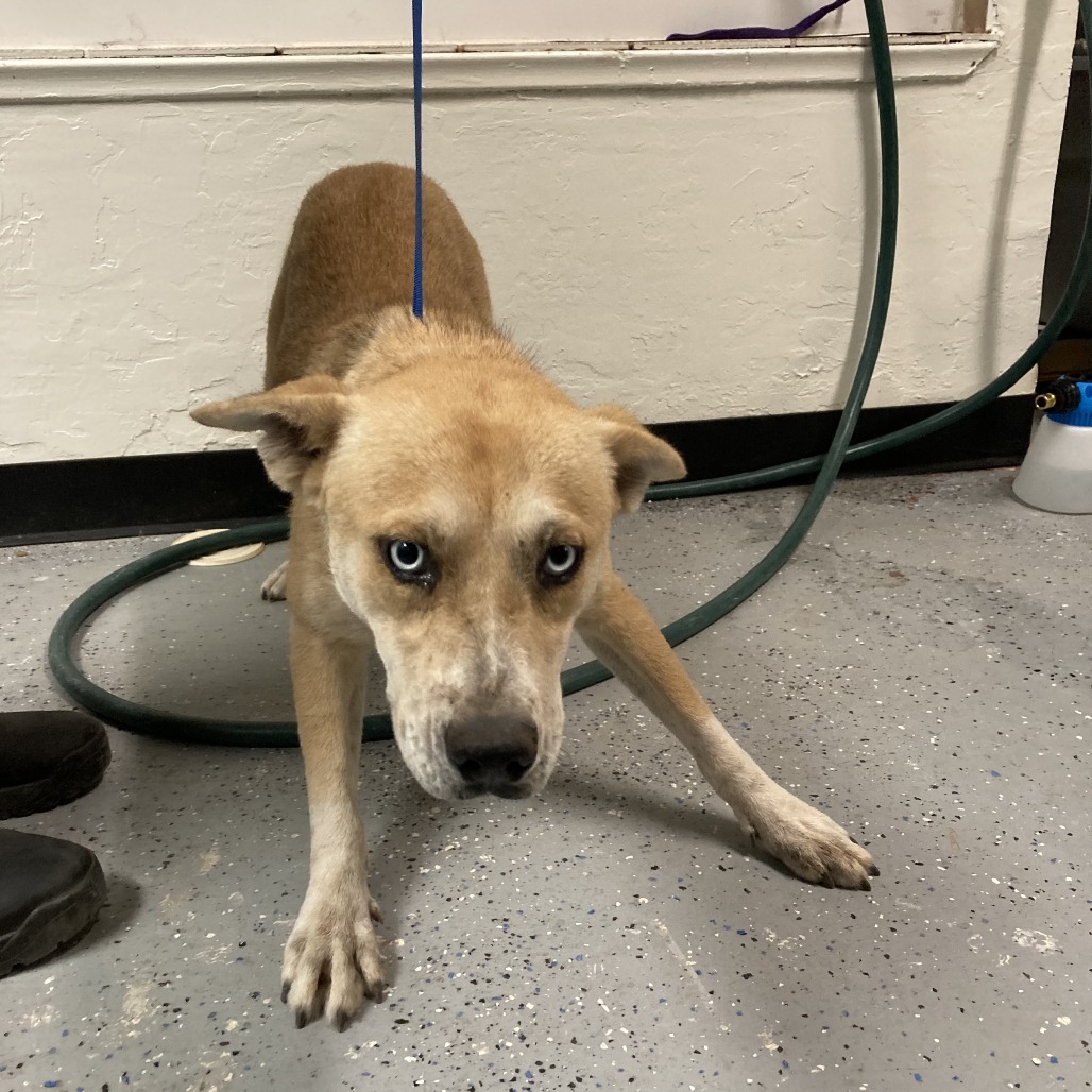 (CCSO) Smiles, an adoptable Shepherd, Husky in Douglas, AZ, 85607 | Photo Image 1
