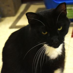 Mauser, Senior Male unknown
