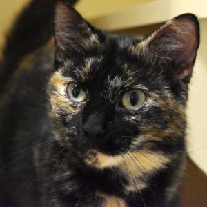 Lillith, Young Female unknown