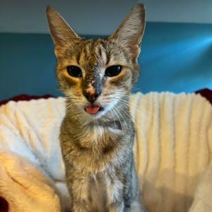 Stevie Nicks, Senior Female unknown