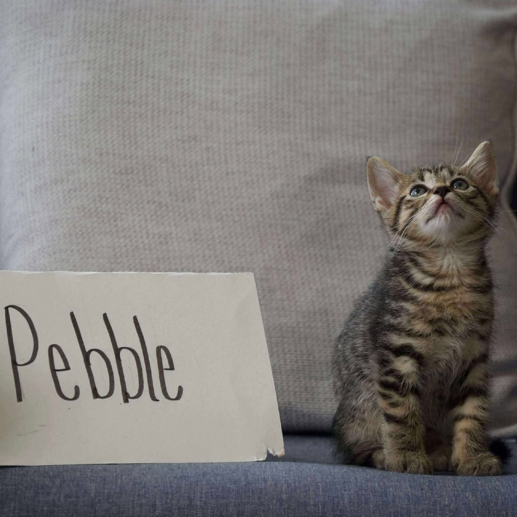 Pebble