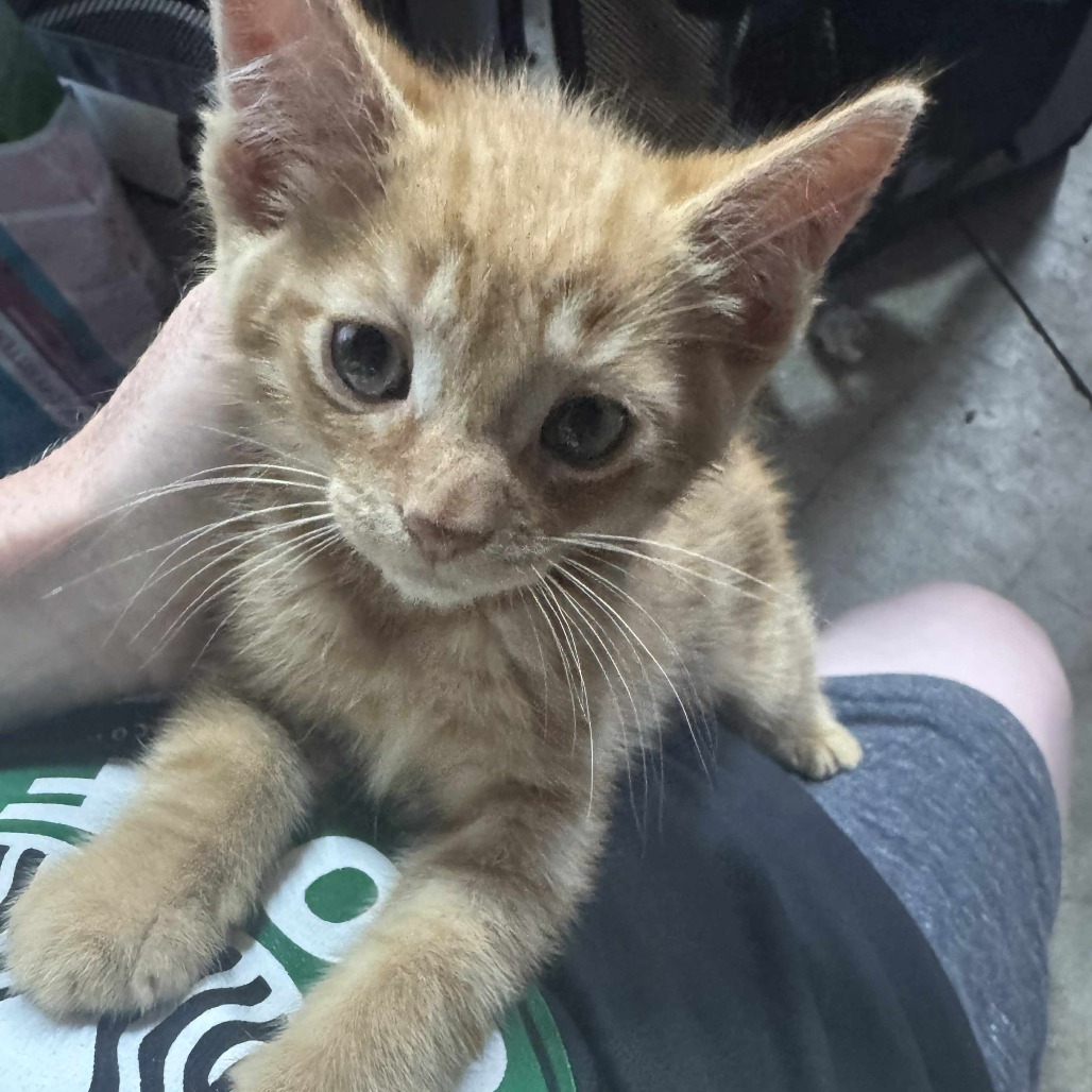 Tigger
