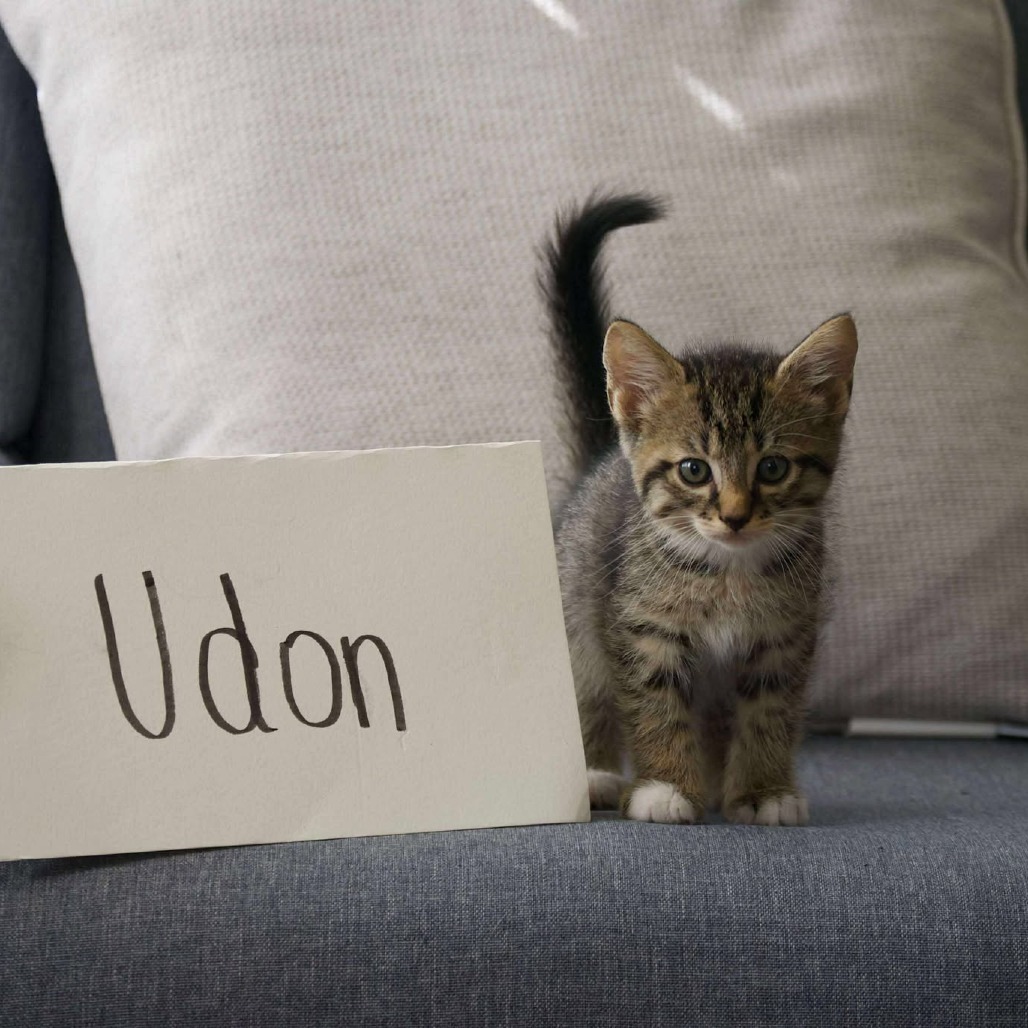 Udon
