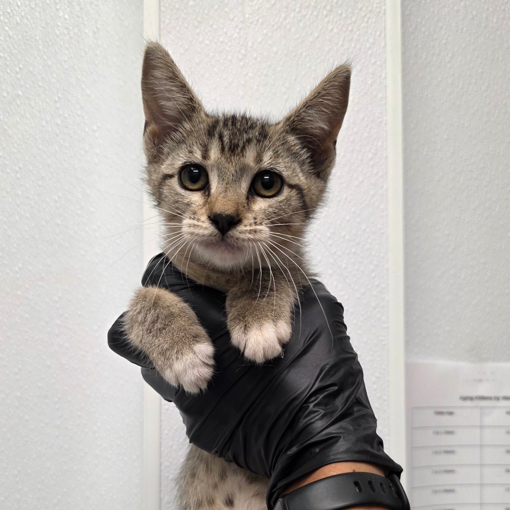 Whiskeretta, an adoptable Domestic Short Hair in Abilene, TX, 79602 | Photo Image 1