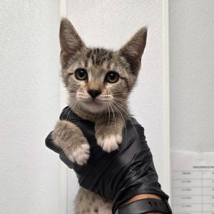 Whiskeretta, Baby Female unknown