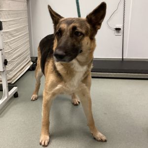Karma, Adult Female unknown
