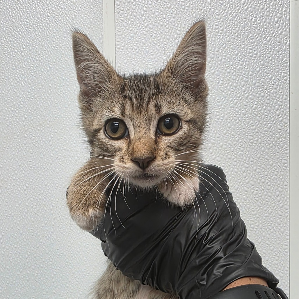 Purrlynn, an adoptable Domestic Medium Hair in Abilene, TX, 79602 | Photo Image 1