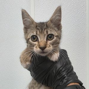 Purrlynn, Baby Female unknown