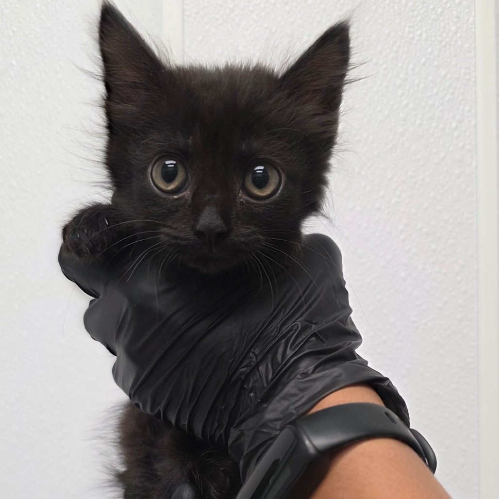 Chaselyn, an adoptable Domestic Medium Hair in Abilene, TX, 79602 | Photo Image 1