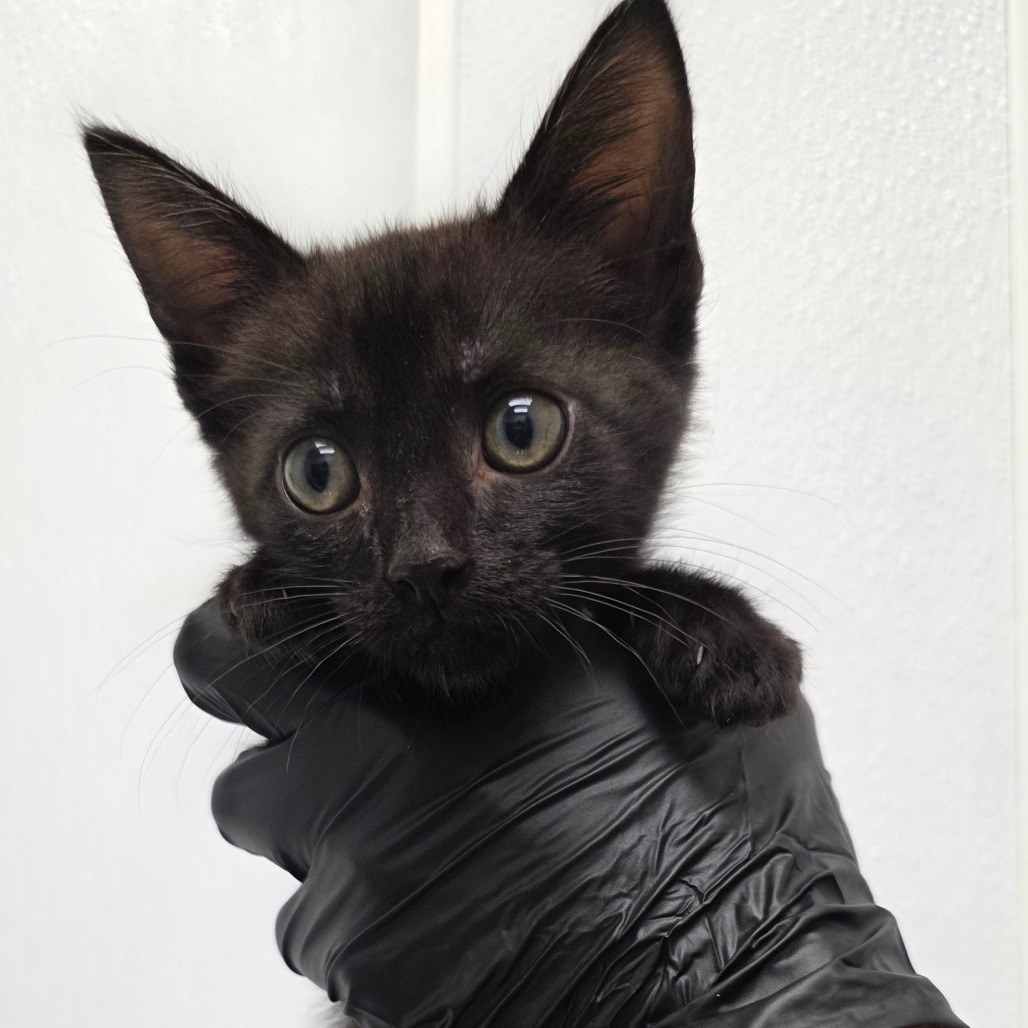 Hanan, an adoptable Domestic Short Hair in Abilene, TX, 79602 | Photo Image 1