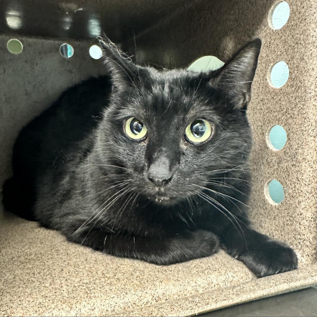 Shiba, an adoptable Domestic Short Hair in Abilene, TX, 79602 | Photo Image 1