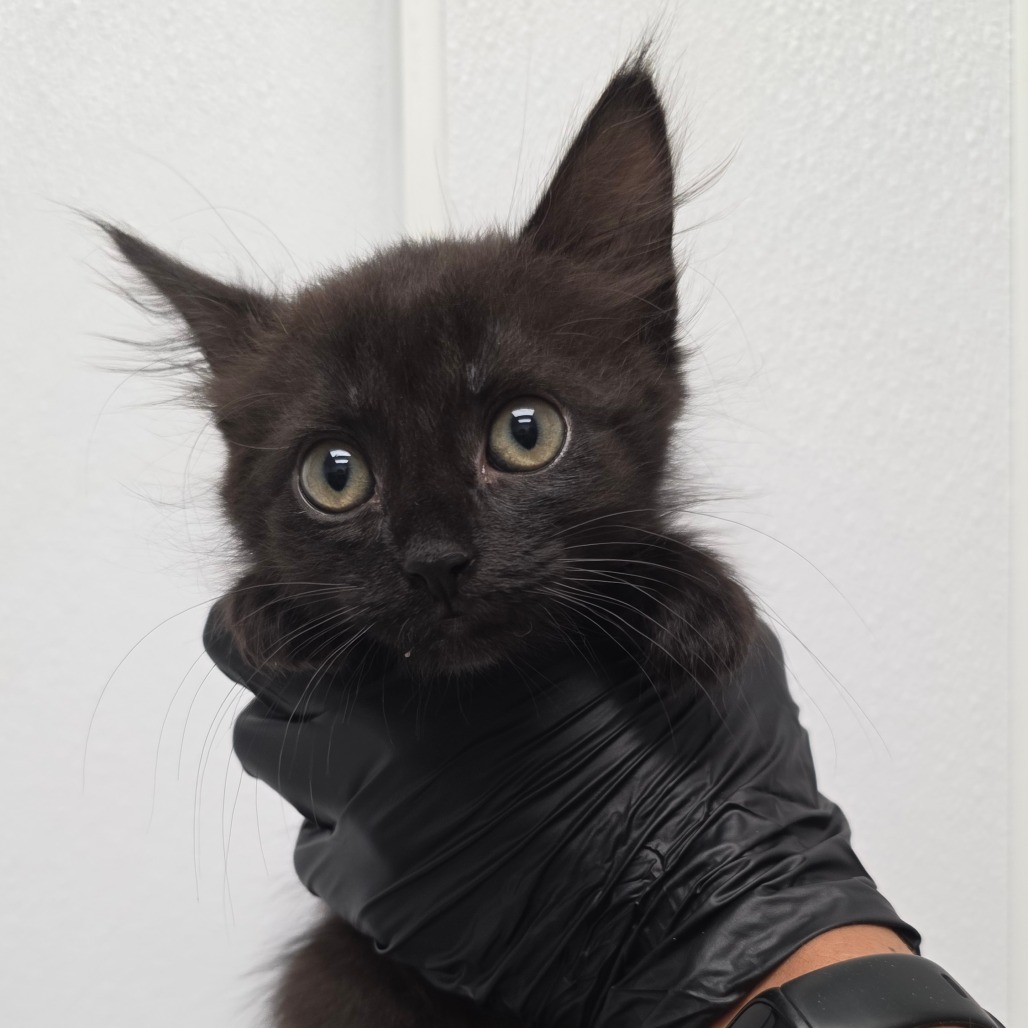 Nichola, an adoptable Domestic Medium Hair in Abilene, TX, 79602 | Photo Image 1