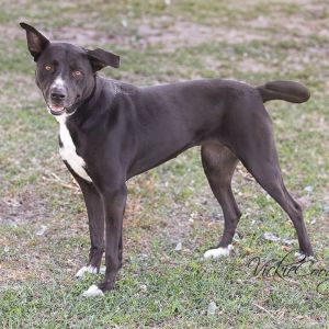 Panther, Adult Female unknown