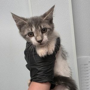 Kitty McMurray, Baby Female unknown