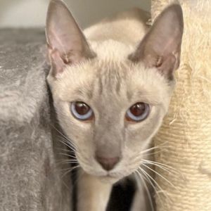 Apollo, Senior Male unknown
