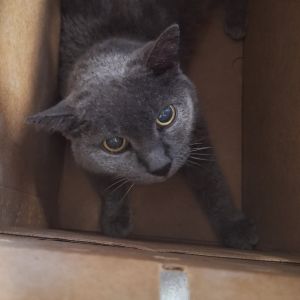 Mishu, Senior Female unknown