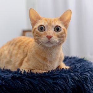 Set sail into sweetness with Tugboat a gorgeous 4-year-old orange tabby with a 