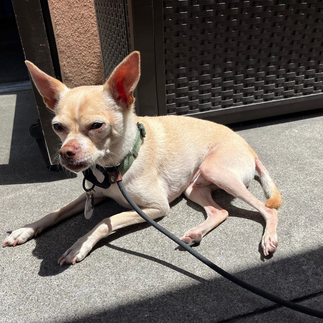 Gollum