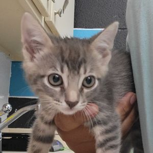 Zephyr, Baby Female unknown