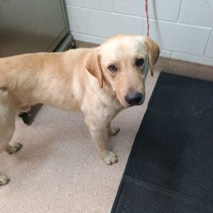 Taco, Adult Male unknown