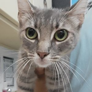 Zaria, Adult Female unknown