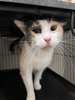 S'More, Adult Female unknown