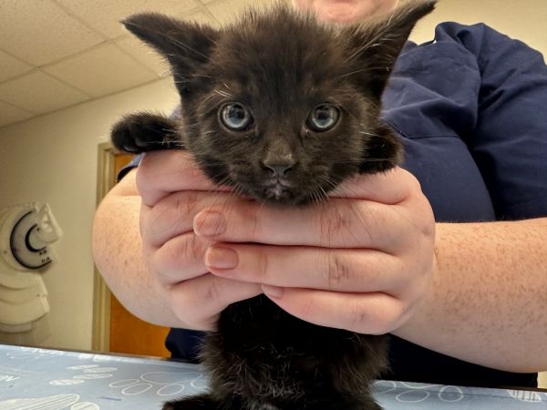 Arctic Cat thumbnail 2