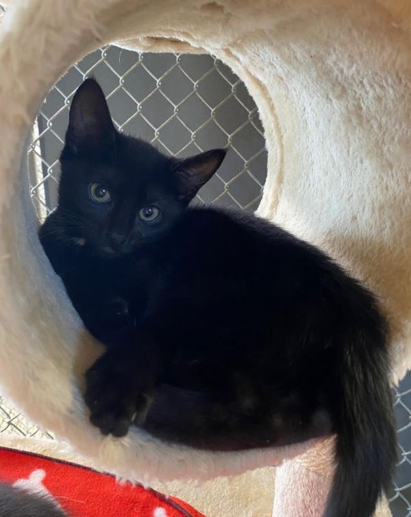 Arctic Cat thumbnail 3