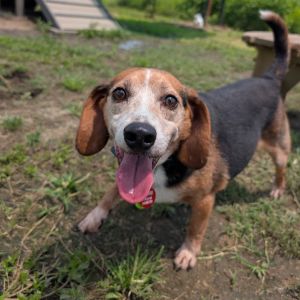 Hector, Senior Male unknown
