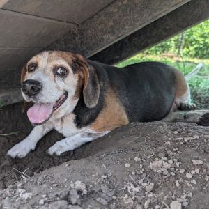 Gus, Senior Male unknown