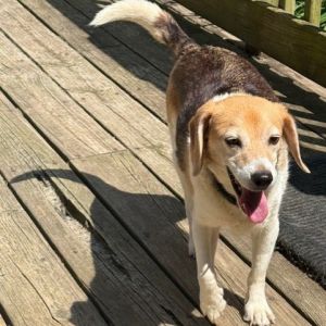 Ginger, Senior Female unknown