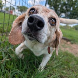 Juno, Senior Female unknown