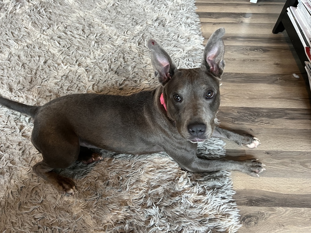 Lulu belle