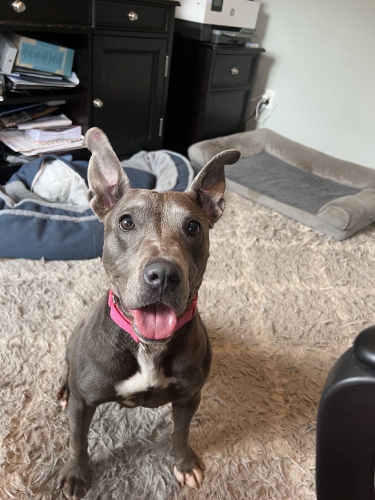 Lulu belle
