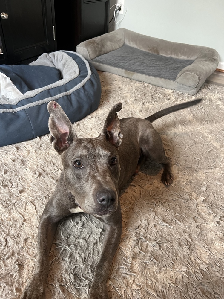 Lulu belle