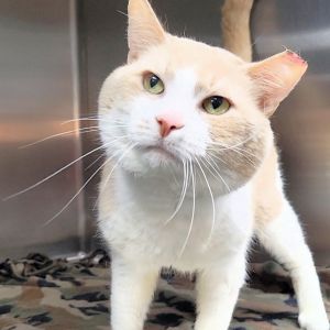 Orange Julius, Senior Male unknown