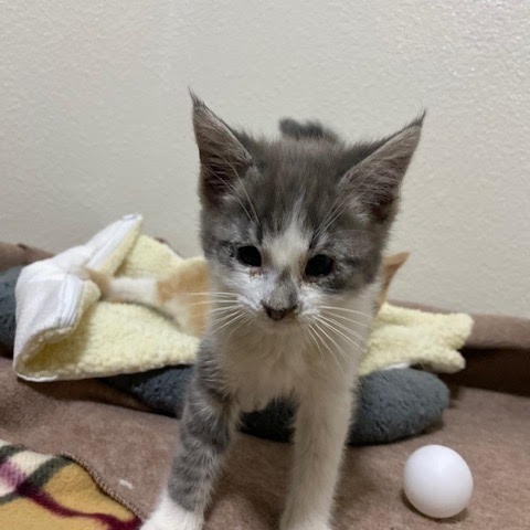 Jwoww - Independent, but Playful! Good w/ Cats & Kids!