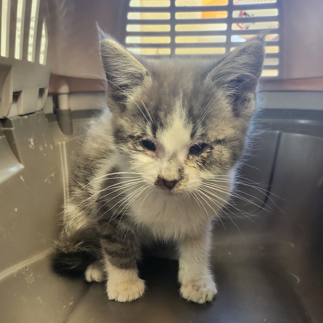 Jwoww - Independent, but Playful! Good w/ Cats & Kids!