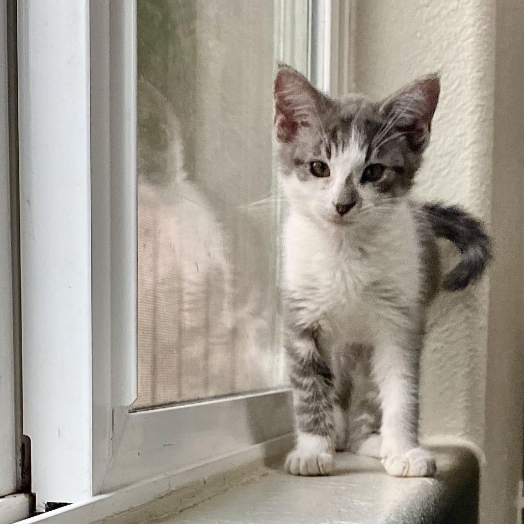 Jwoww - Independent, but Playful! Good w/ Cats & Kids!