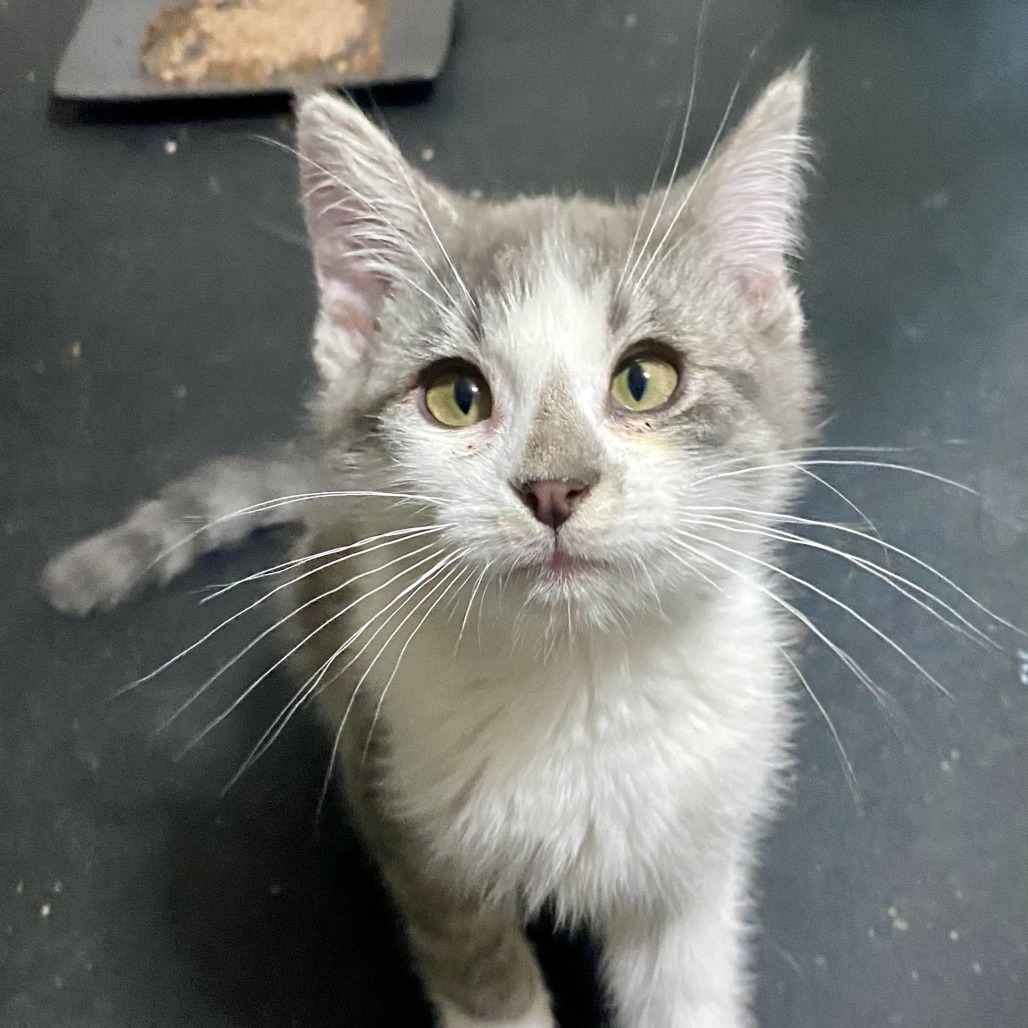 Jwoww - Independent, but Playful! Good w/ Cats & Kids!