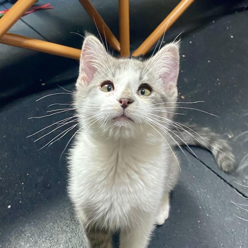 Jwoww - Independent, but Playful! Good w/ Cats & Kids!