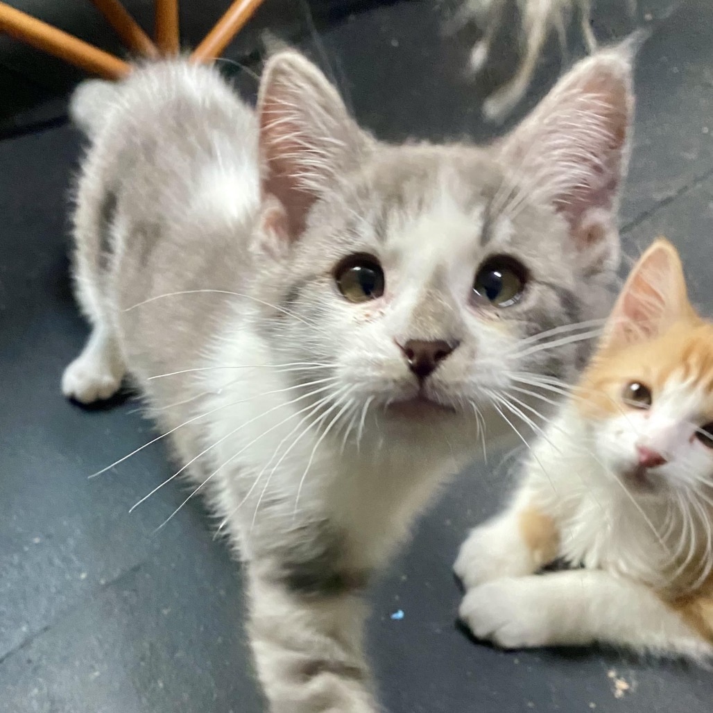 Jwoww - Independent, but Playful! Good w/ Cats & Kids!
