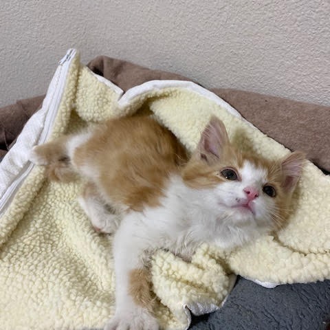 Frank - Sweet, Goofy Boy! Good w/ Cats & Kids!