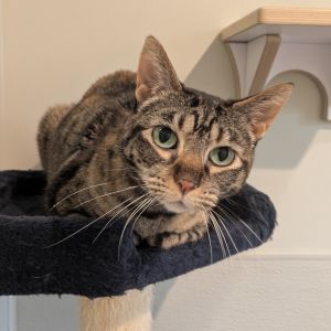Daisy, Senior Female unknown