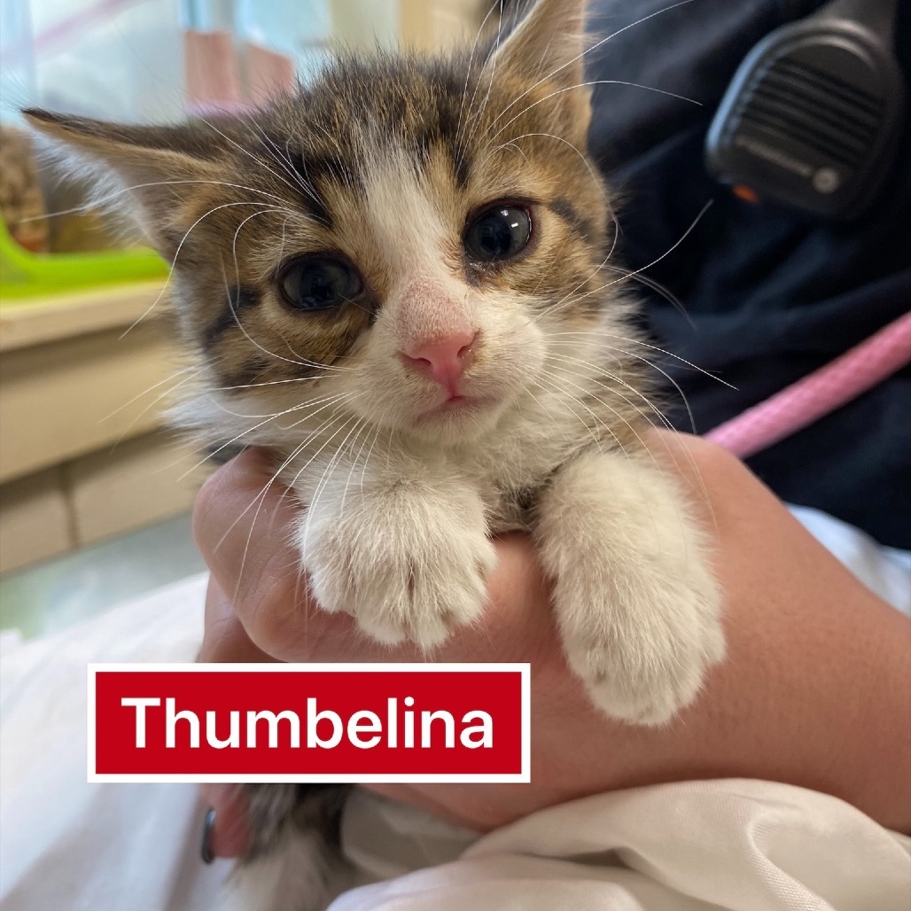 Thumbelina