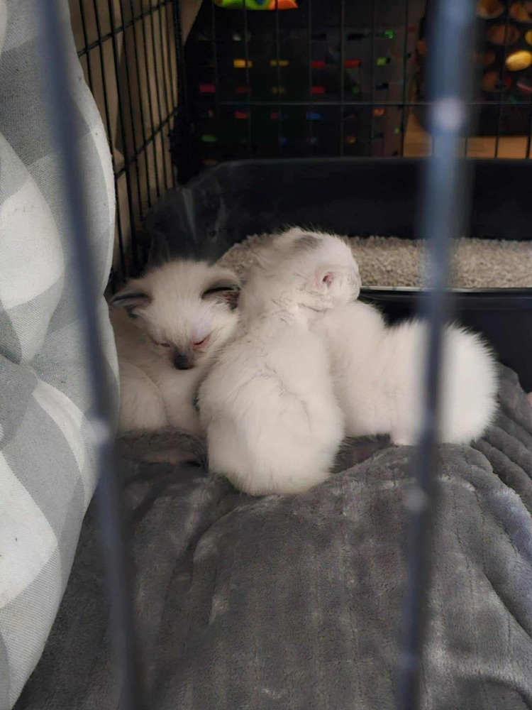 Pepper, an adoptable Ragdoll, Siamese in Middletown, CT, 06457 | Photo Image 2