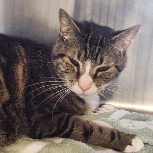 Taz, Senior Male unknown