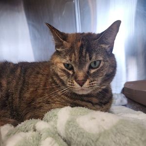 Kitty Girl, Senior Female unknown