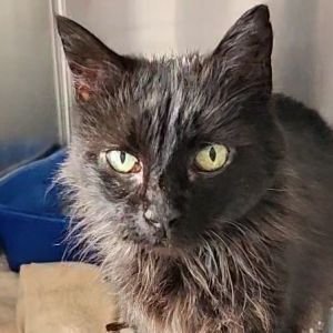 MJ, Senior Female unknown