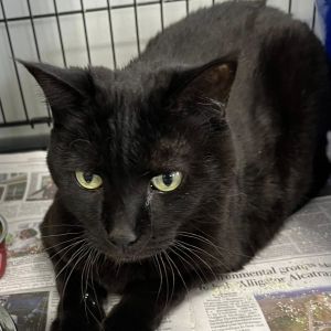 Sweetie pink, Senior Female unknown